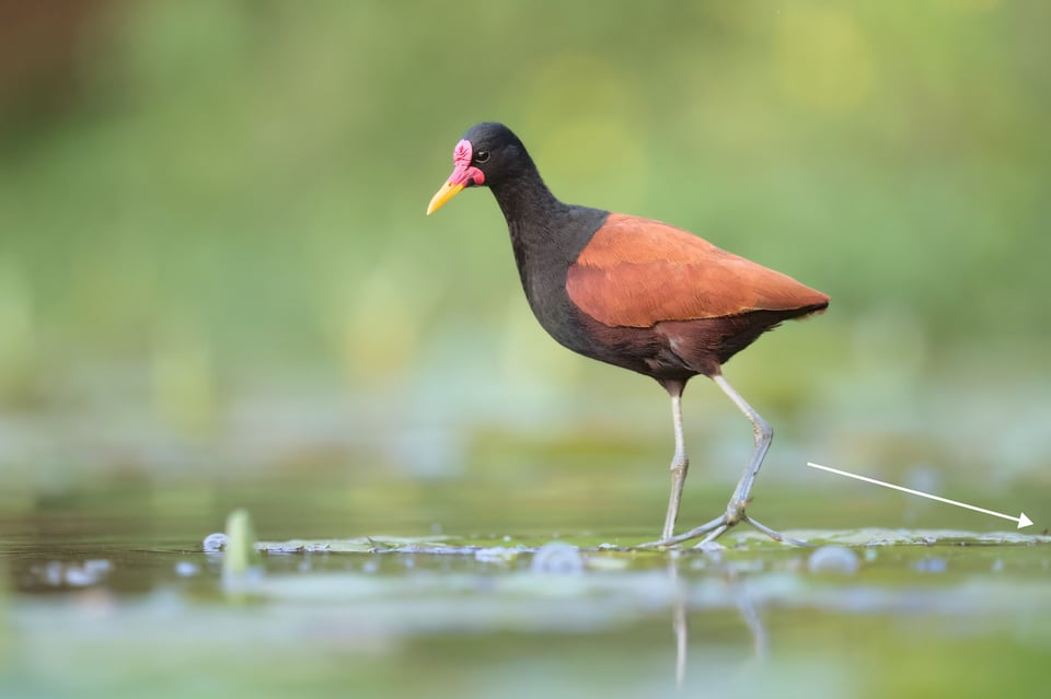 Jacana_Edge_Frame_Distracting