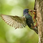 Libor Wildlife (Libor's Version)
