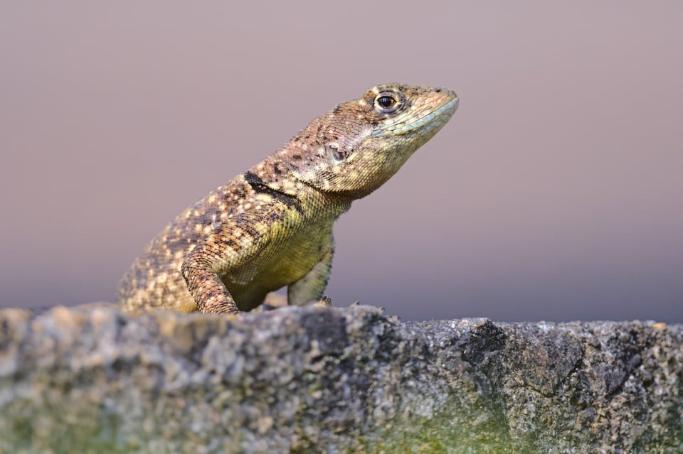 Lizard_Botanic_Garden_Jason_Polak