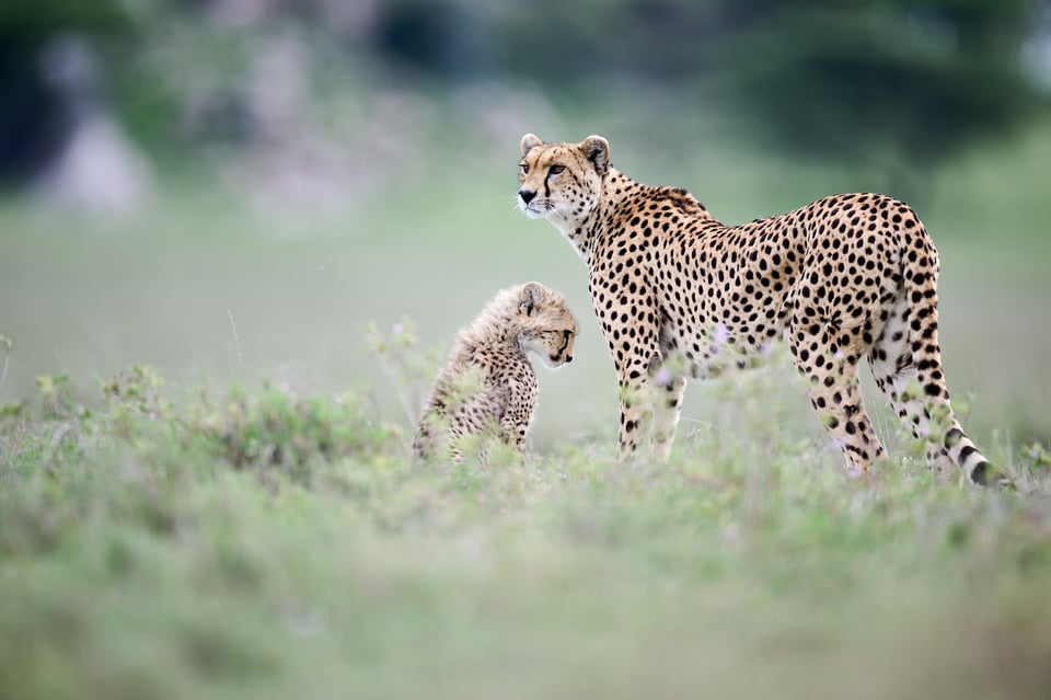 Cheetahs Nikon Z 600mm f4 Sample Photo