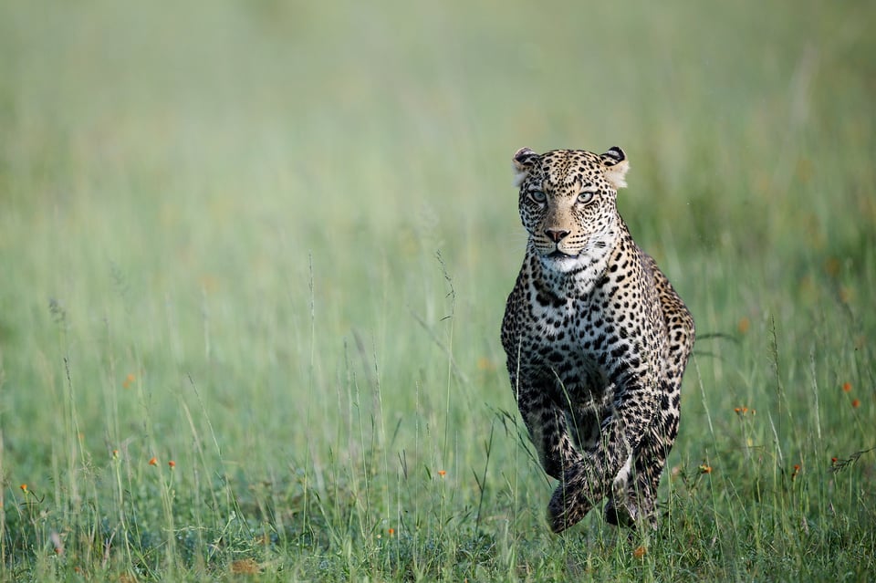 Leopard running in Seregeti