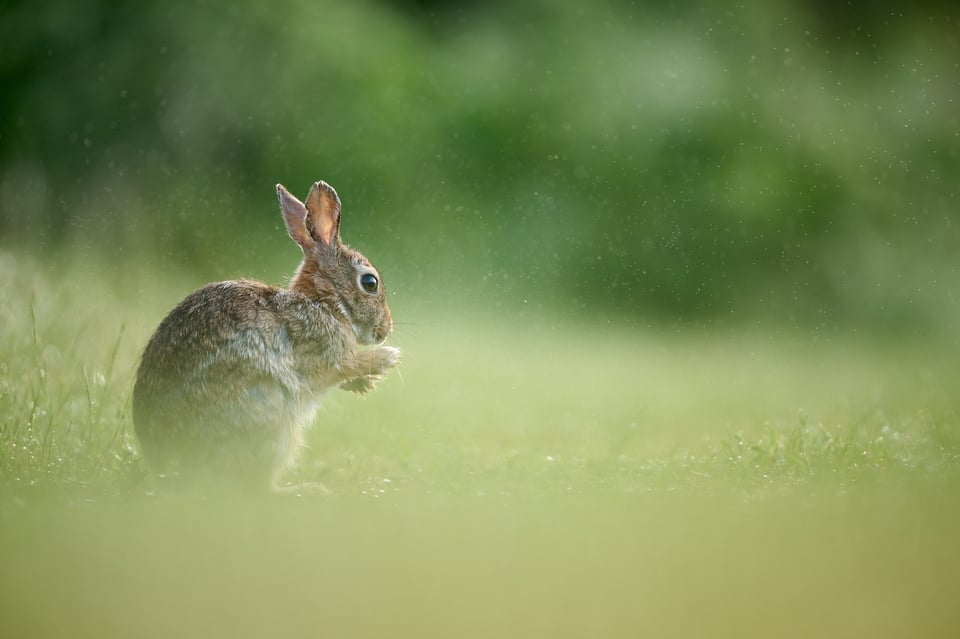 Rabbit photo Nikon Z 600mm f4 TC VR S