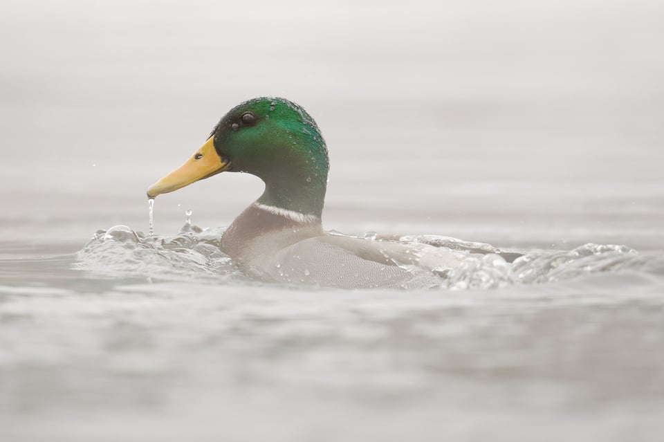 Mallard_Winter_DxOPL7