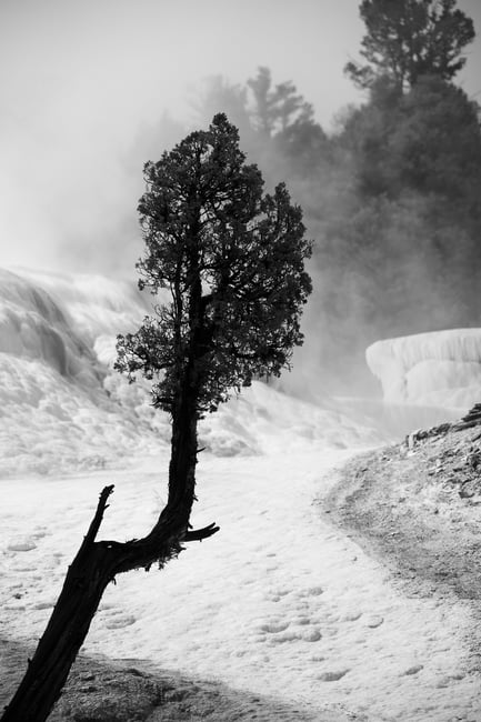 Mammoth Hot Springs Shallow Depth of Field Black and White