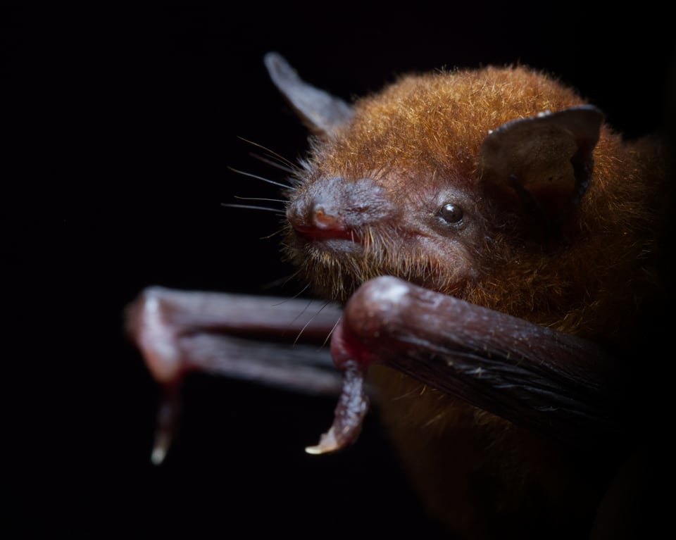 Myotis portrait