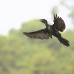 Neotropic_Cormorant_Flight_Jason_Polak