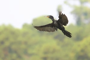 Neotropic_Cormorant_Flight_Jason_Polak