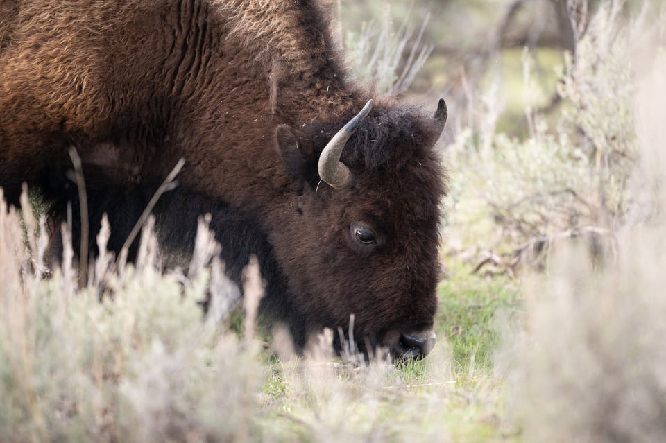 Nikon Z 600mm f4 TC VR S Sample Image Bison