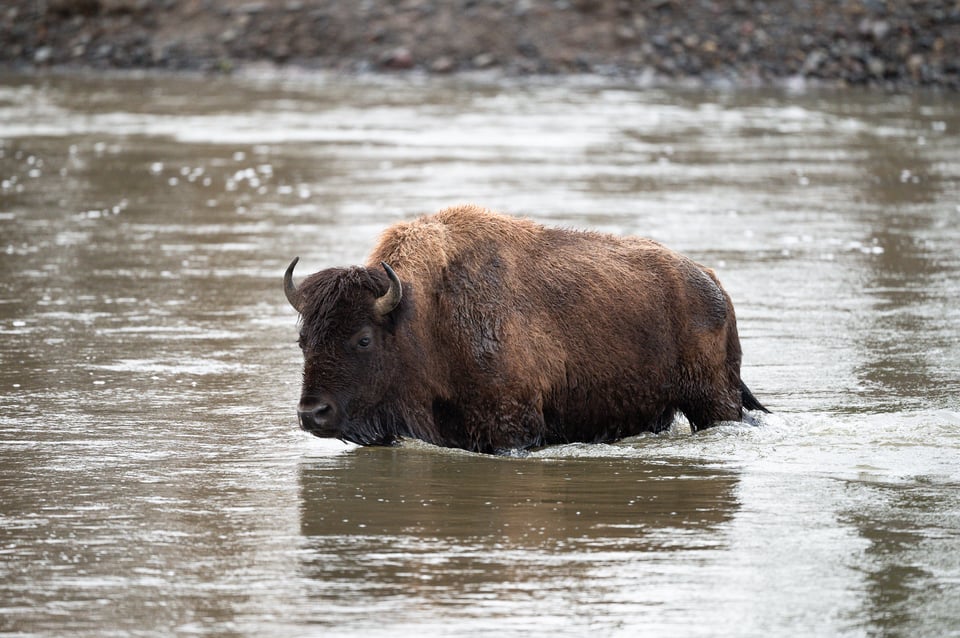 Nikon Z 600mm f4 TC VR S Sample Photo Yellowstone-00003