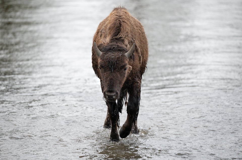 Nikon Z 600mm f4 TC VR S Sample Photo Yellowstone-00004