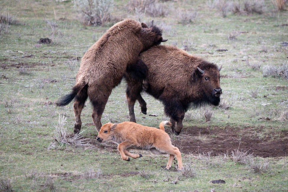 Nikon Z 600mm f4 TC VR S Sample Photo Yellowstone-00006