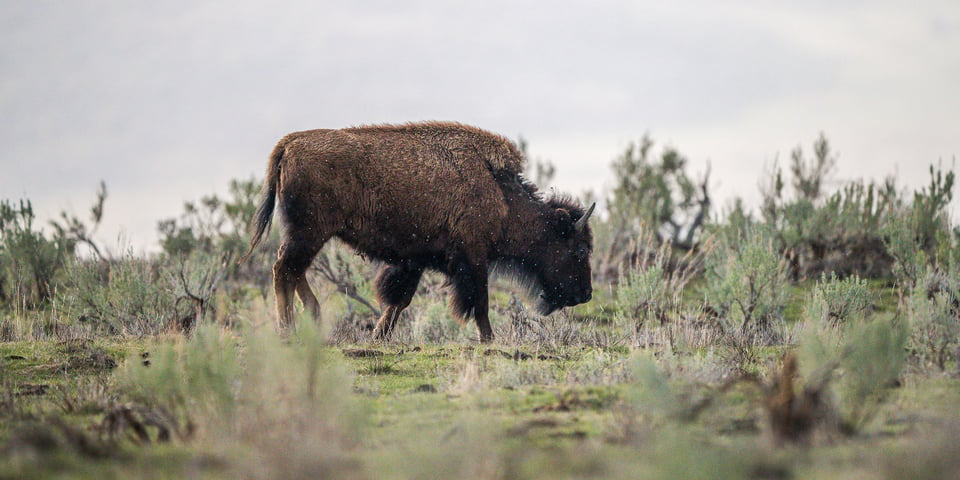 Nikon Z 600mm f4 TC VR S Sample Photo Yellowstone-00007