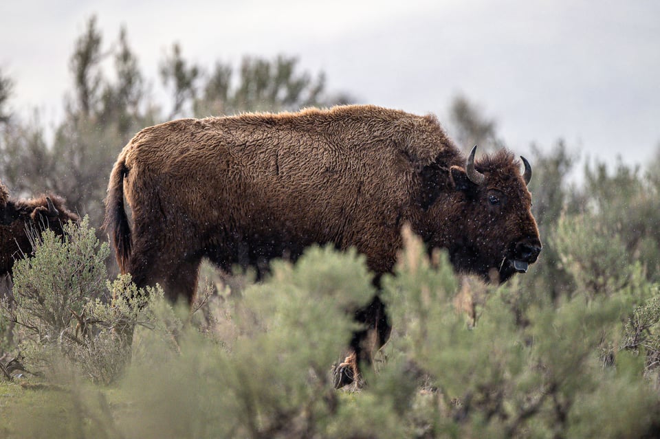 Nikon Z 600mm f4 TC VR S Sample Photo Yellowstone-00008