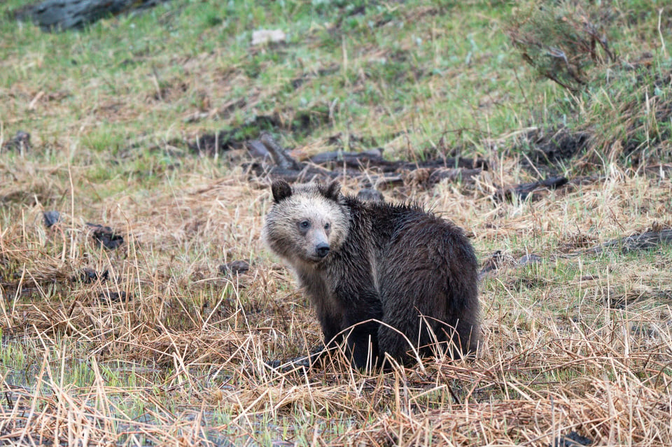 Nikon Z 600mm f4 TC VR S Sample Photo Yellowstone-00010