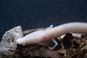 Olm_Proteus anguinus_Slovenia