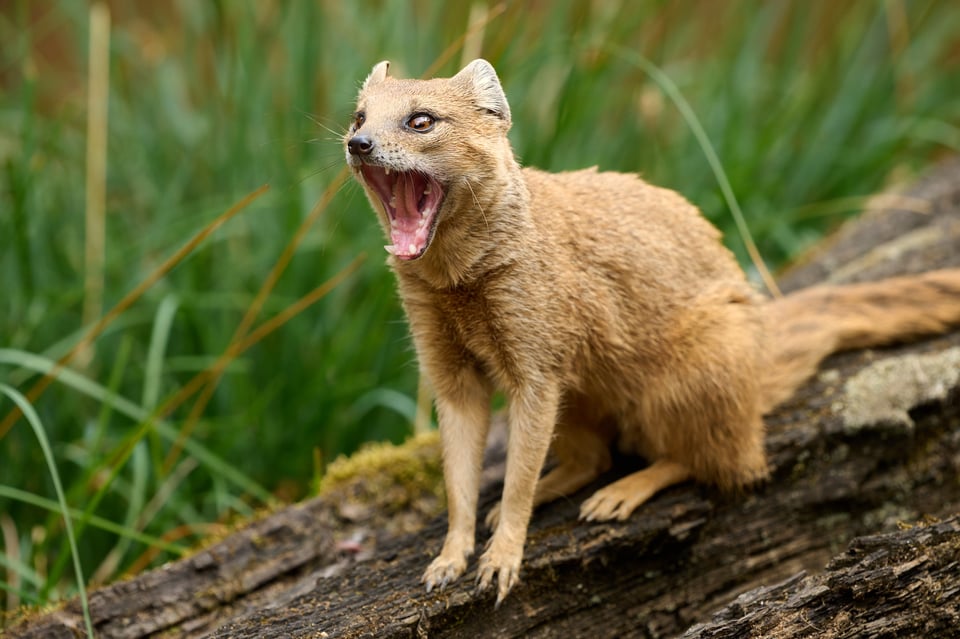 Prague Zoo_Mongoose_Nikon Z9_Nikon 200-500