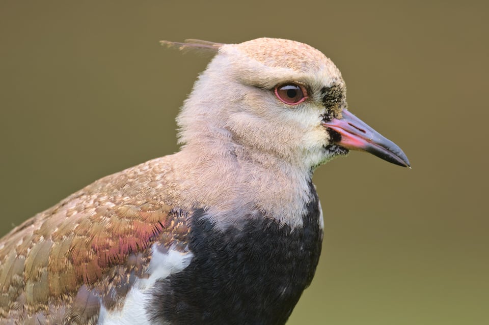 SouthernLapwing_J_Polak