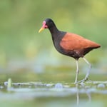 Wattled_Jacana_Centrall_Jason_Polak