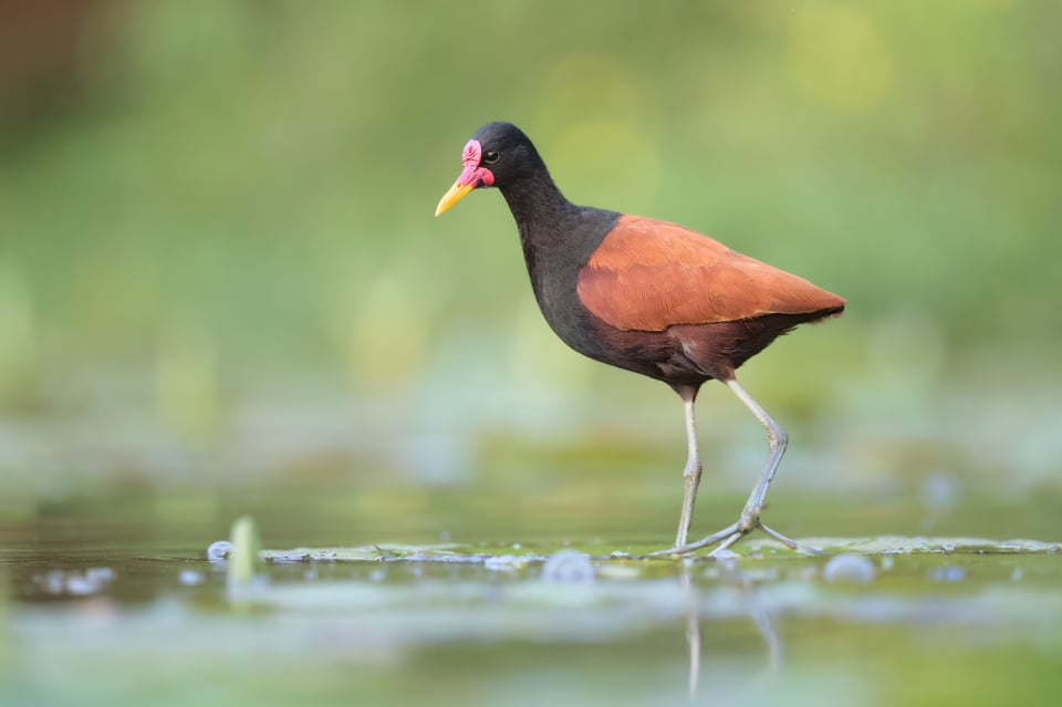 Wattled_Jacana_Centrall_Jason_Polak