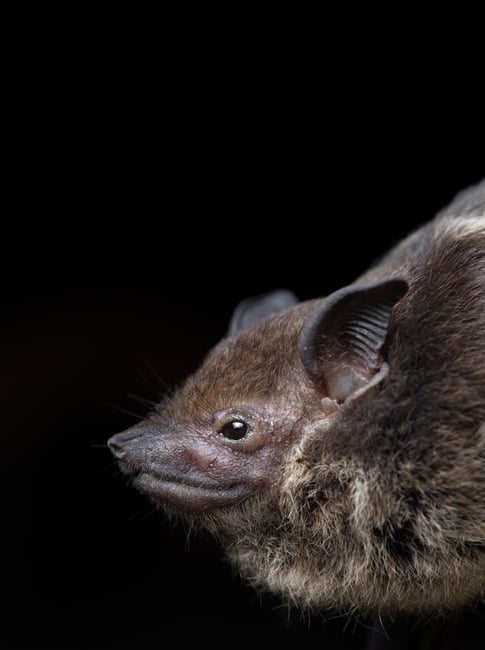 greater sac-winged bat Saccopteryx bilineata portrait