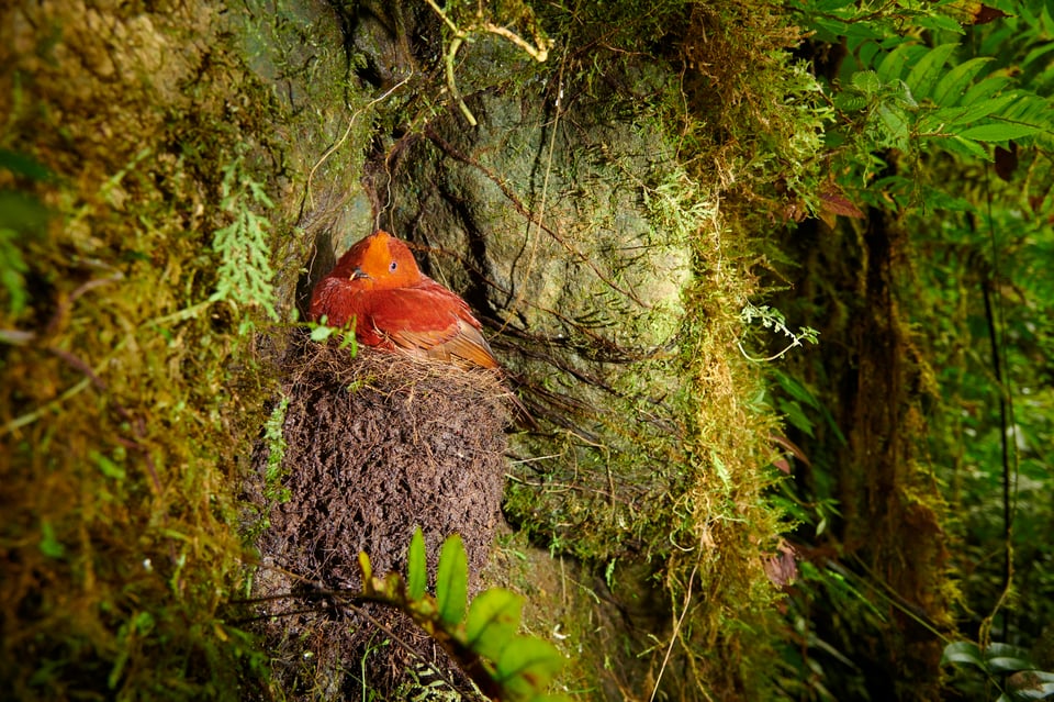 Andean Cock-of-the-rock_Ecuador