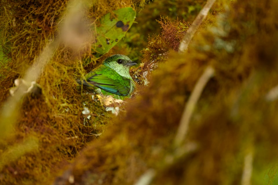 Black-capped Tanager_Ecuador