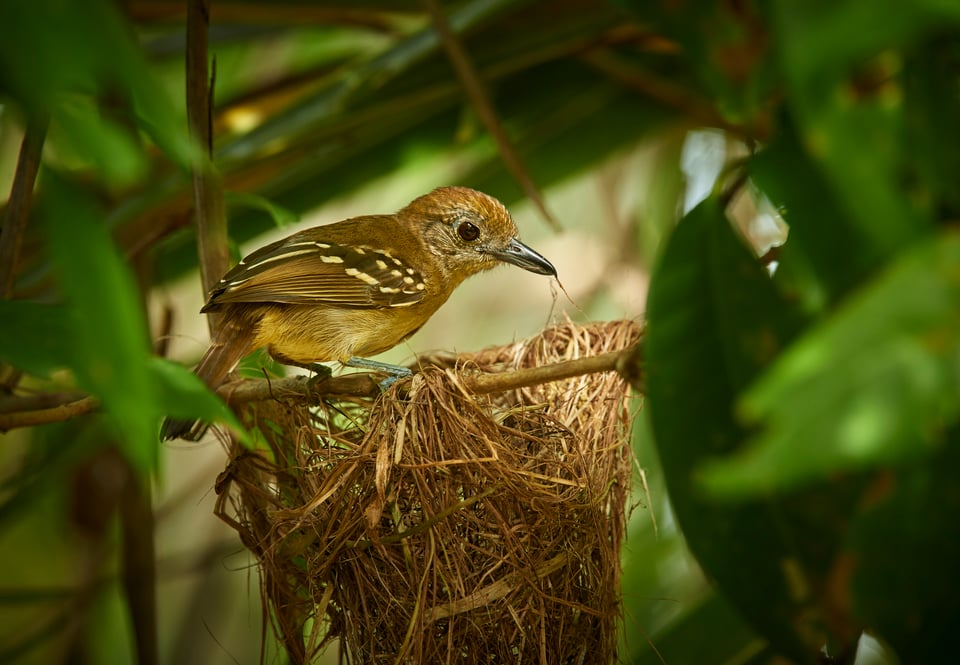 Black-crowned Antshrike_Costa Rica