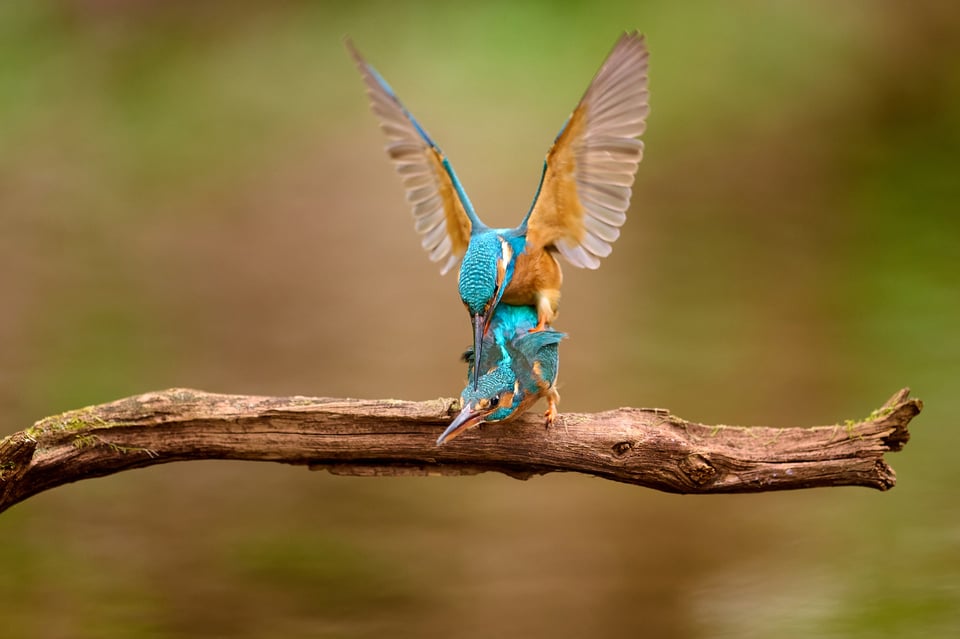 Common Kingfisher_01_Czech Republic