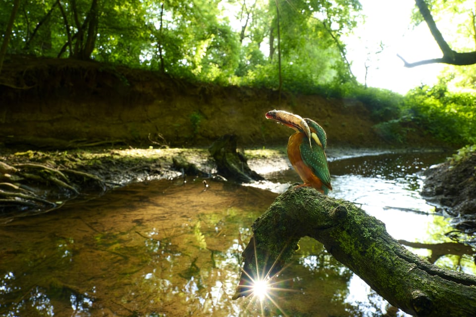 Common Kingfisher_02_Czech Republic