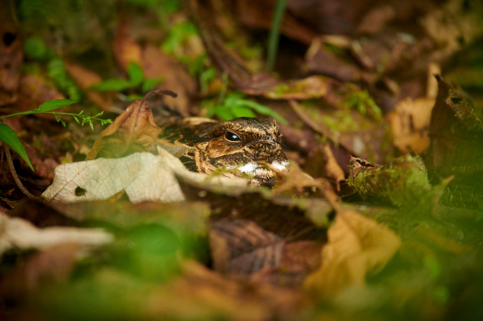 Common Pauraque_Ecuador