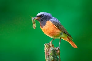 Common Redstart_Czech Republic