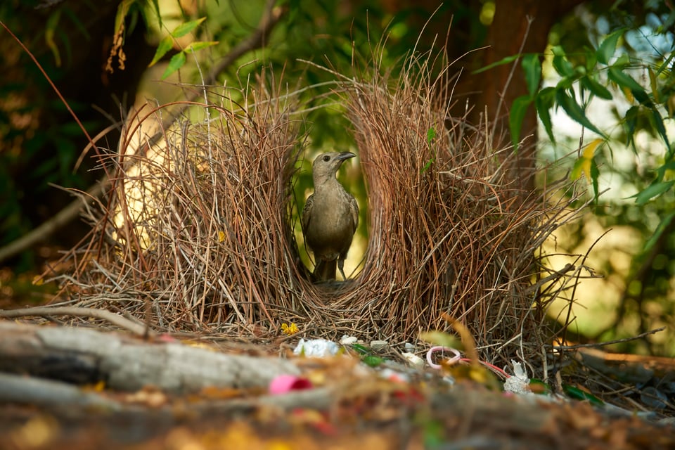 Great Bowerbird_Australia