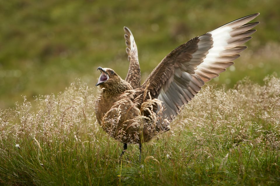 Great Skua_02_Czech Republic