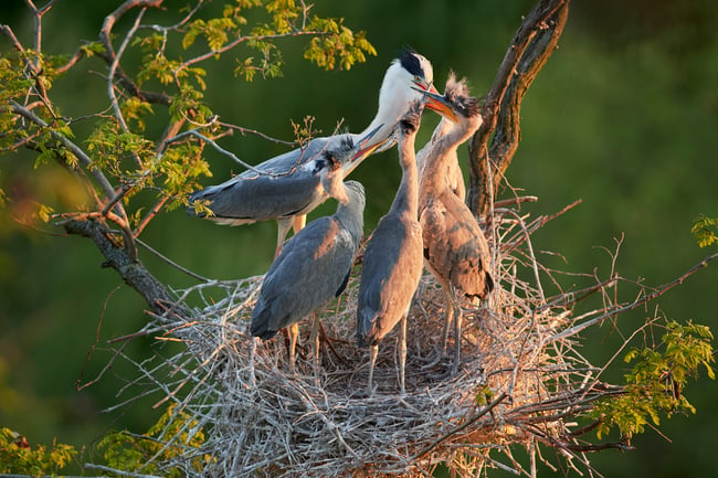 How to Photograph Nesting Birds Responsibly