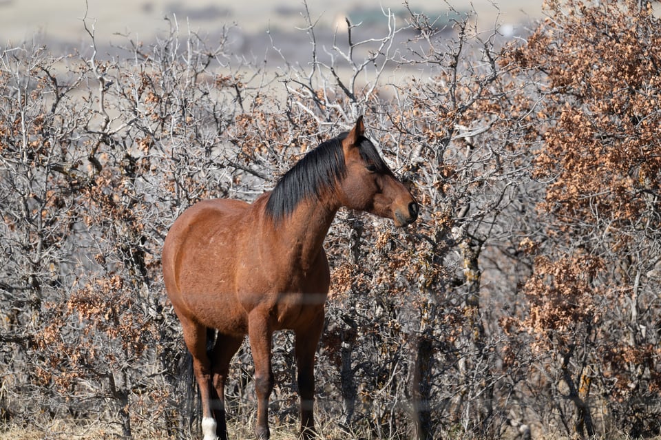 Horse 180600