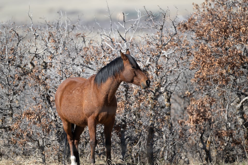 Horse 400 28