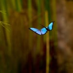 Morpho butterfly_Ecuador_Nikon 500mm