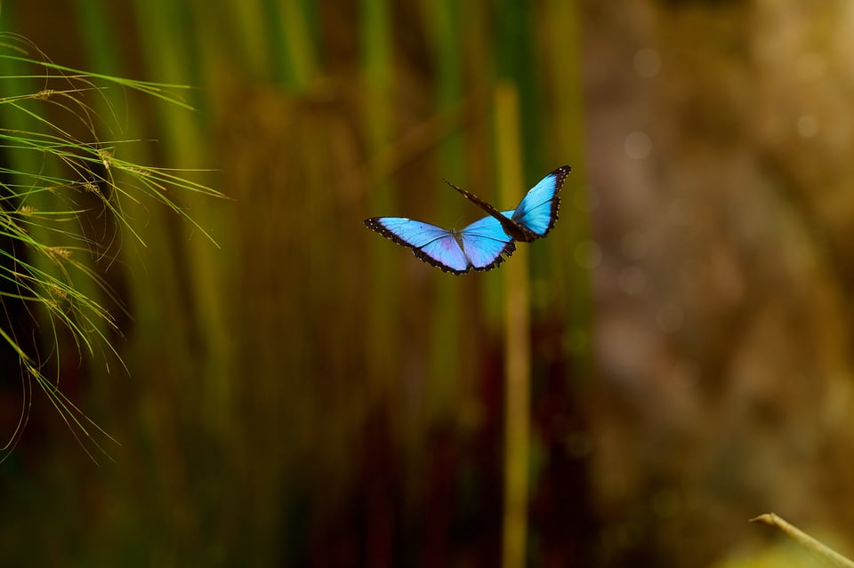 Morpho butterfly_Ecuador_Nikon 500mm