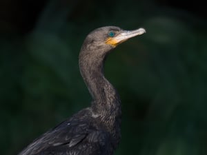 Neotropic_Cormorant_G955BB_Jason_Polak