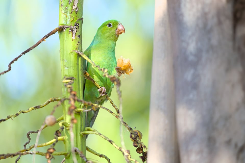 PlainParakeet_Eating_Jason_Polak