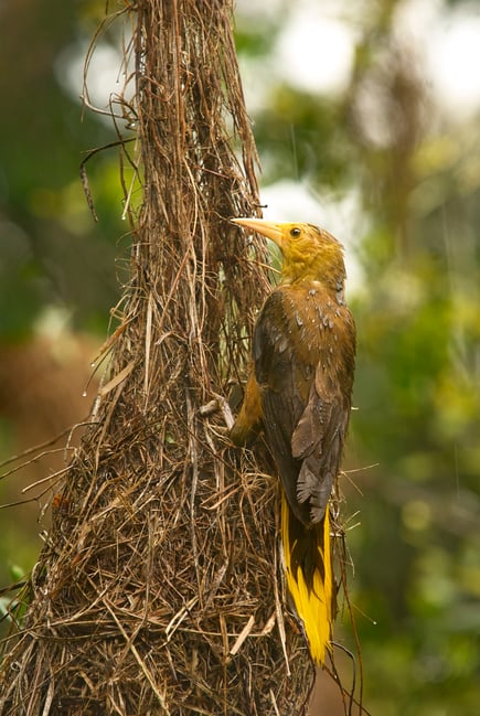 Russet-backed Oropendola_Ecuador