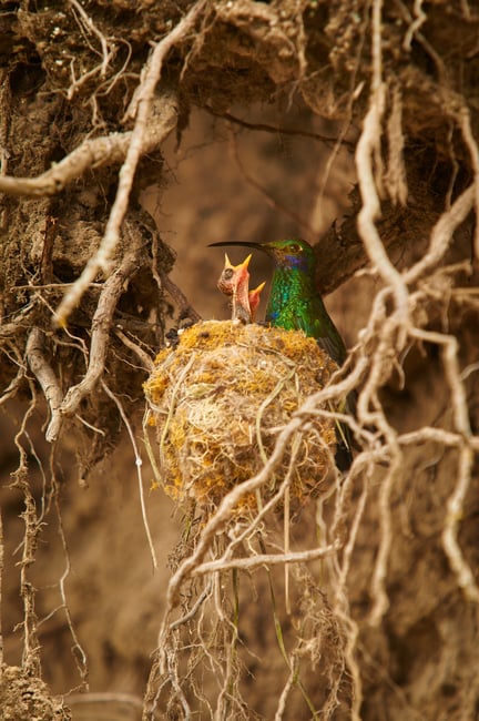 Sparkling Violetear_Ecuador