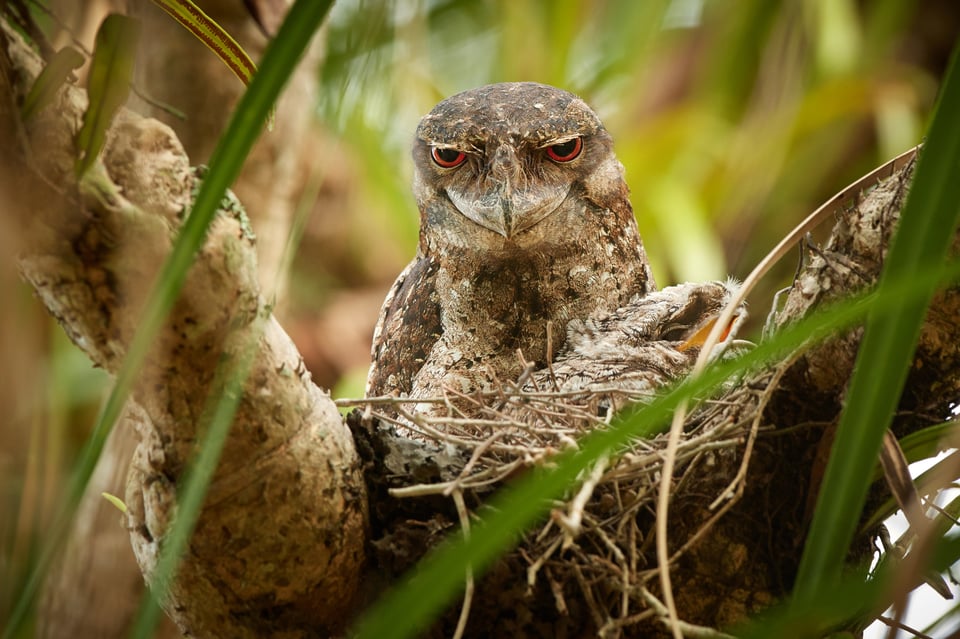 Tawny Frogmouth_Australia