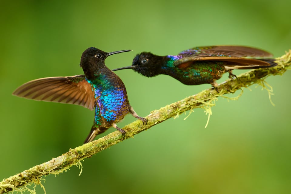 Velvet-purple Coronet_Ecuador_Nikon Z9_500mm