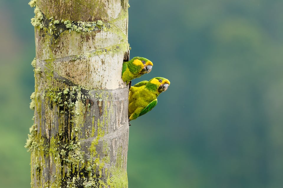 Yellow-eared Parrot_Colombia