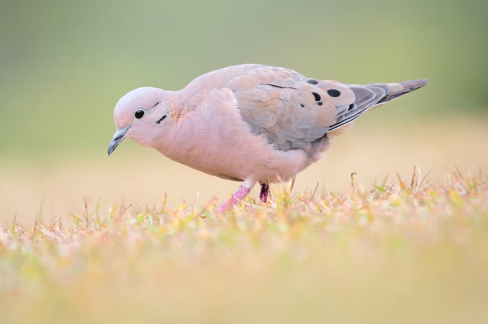 03_Eared_Dove_Grass_Jason_Polak