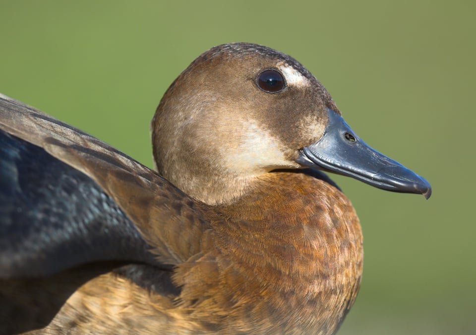 05_Brazilian_Teal_Portrait