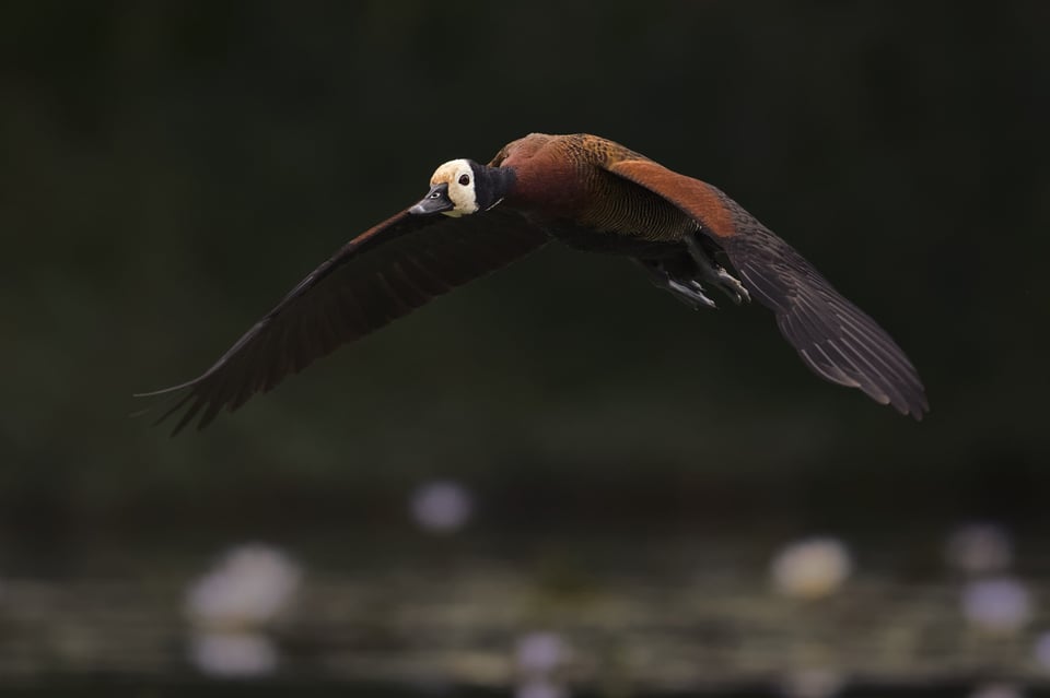 07_WFWhistlingDuck_Jason_Polak