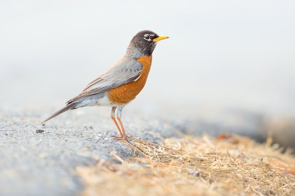 08_AmericanRobin_Grass_Jason_Polak