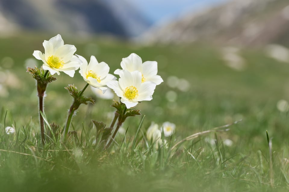 Alpine Anemone